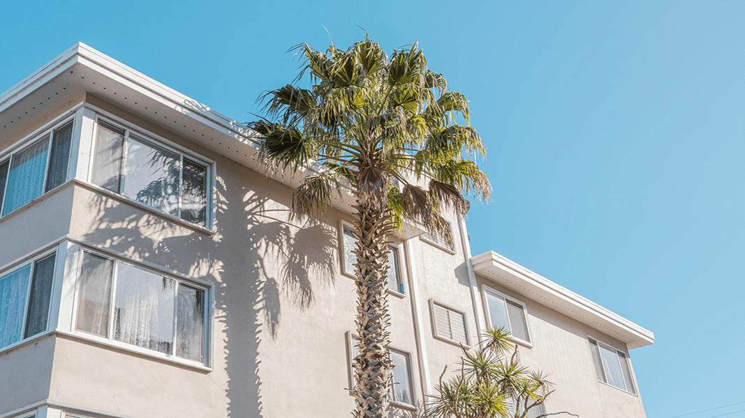 palm tree in front of a white building in the daytime