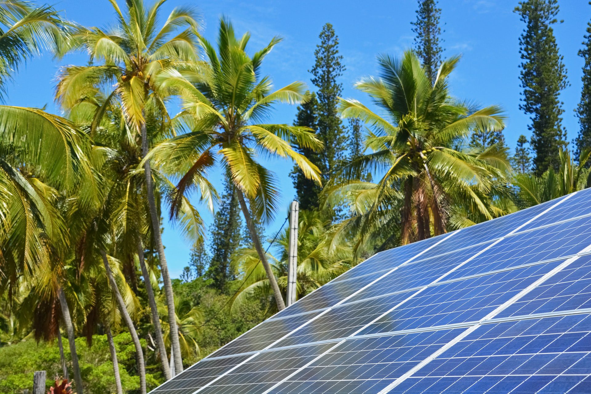 blue solar panels on a roof with palm trees and pine trees in the background